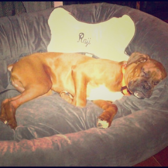 Meet your Posher’s pupper, RAJI!!! - Picture 3 of 7